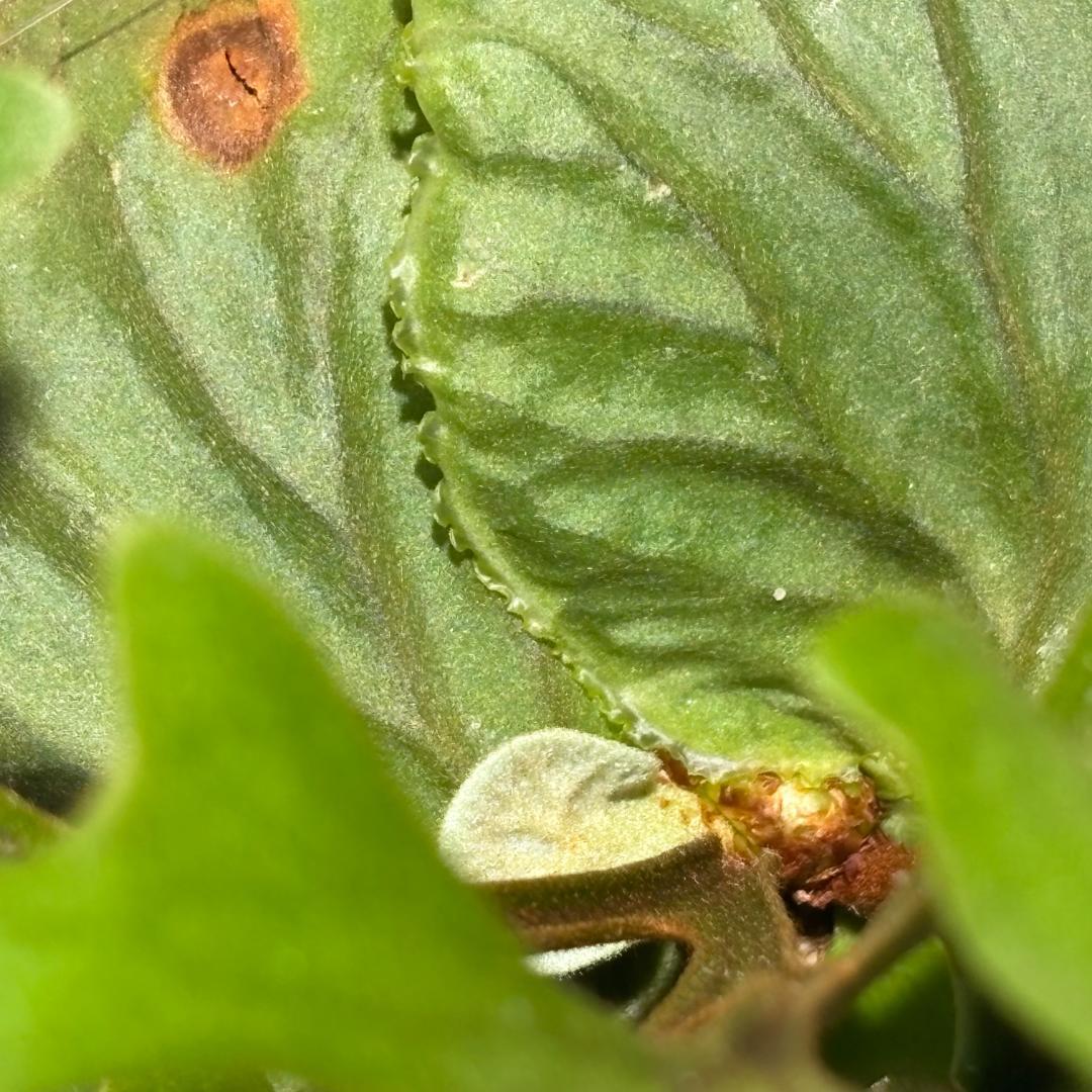 P. ridleyi；リドレイ ワイルド（Spore）