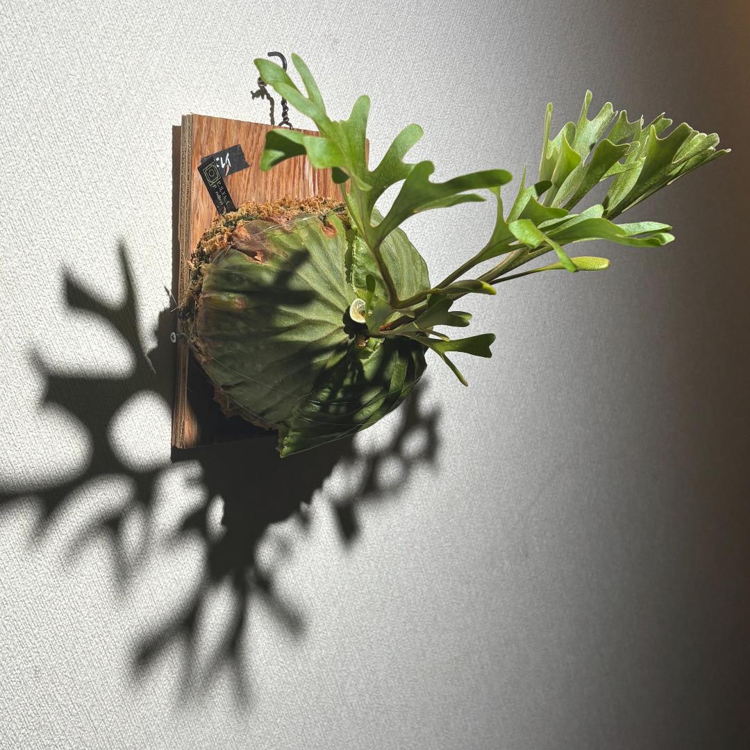 P. ridleyi；リドレイ ワイルド（Spore）