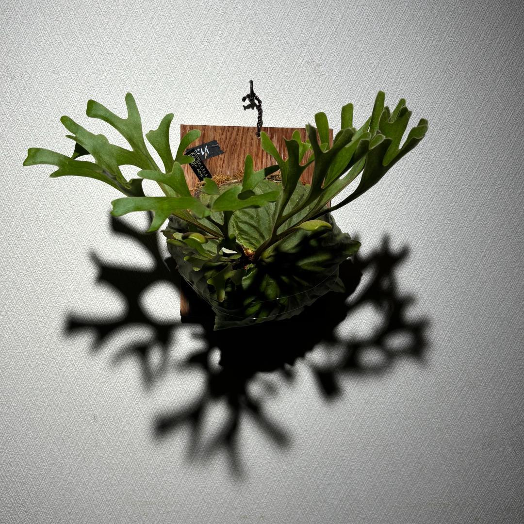 P. ridleyi；リドレイ ワイルド（Spore）