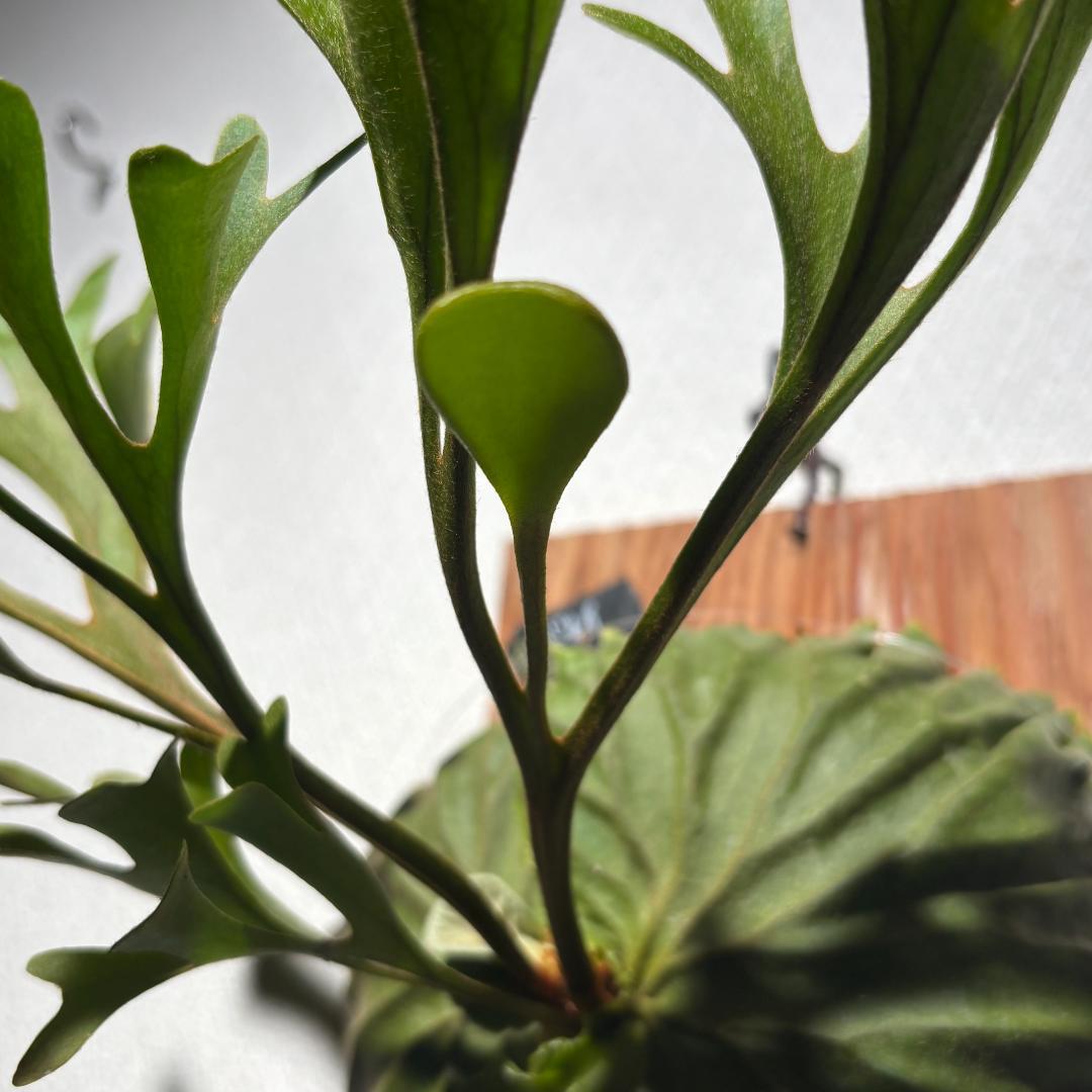 P. ridleyi；リドレイ ワイルド（Spore）