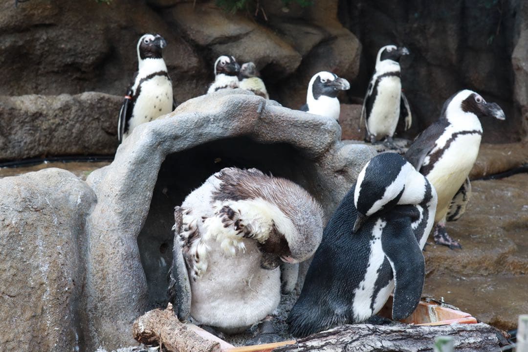 Canon ミラーレス一眼カメラ EOS R100 標準ズームレンズキット