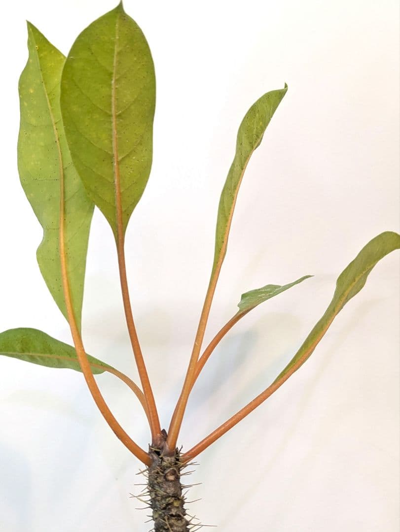 ミルメコディア プラティティレア オレンジ ペティオールズ アリ植物