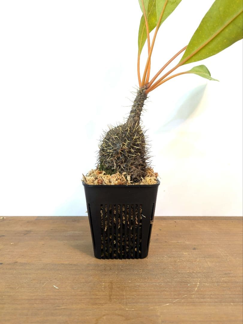 ミルメコディア プラティティレア オレンジ ペティオールズ アリ植物