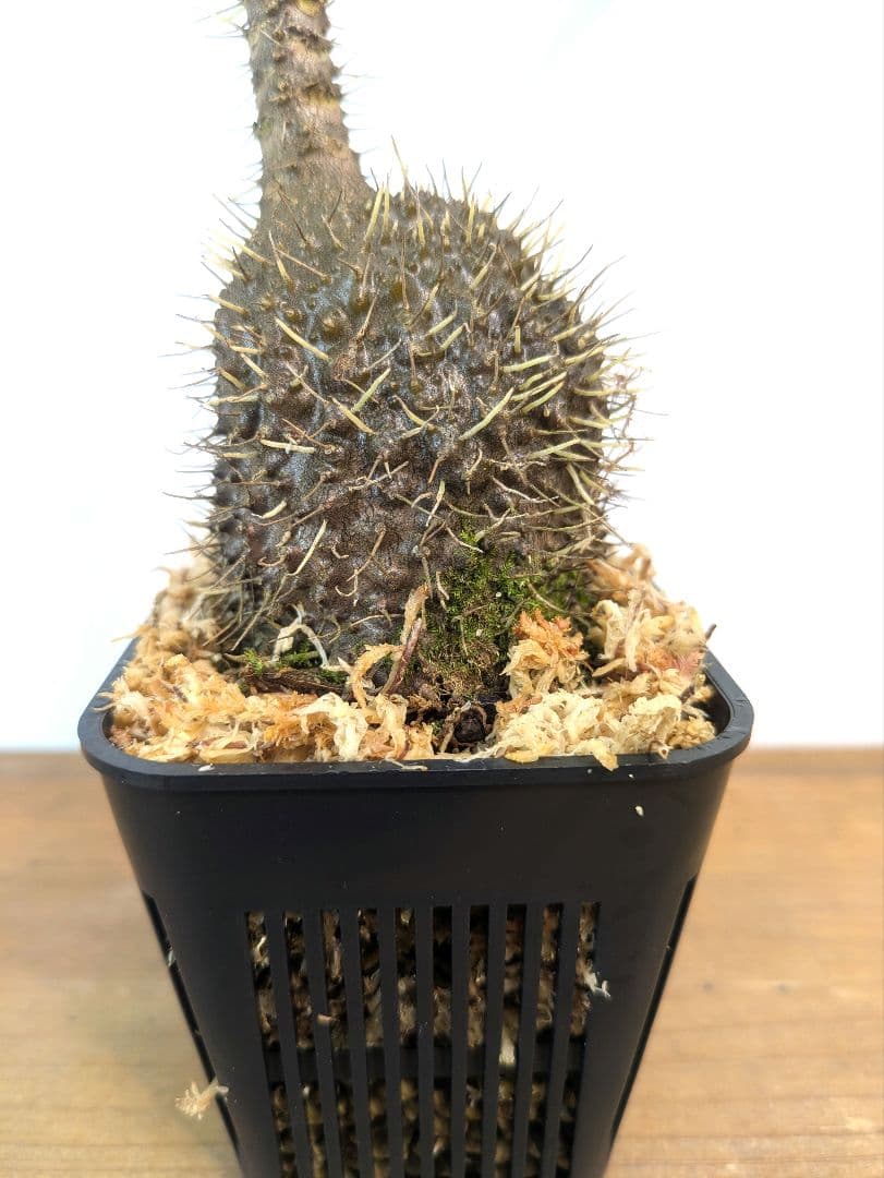 ミルメコディア プラティティレア オレンジ ペティオールズ アリ植物