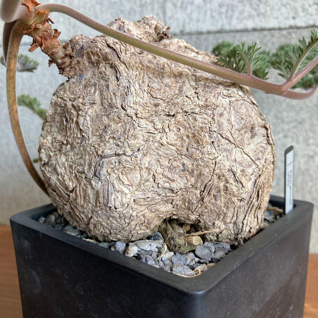 ペラルゴニウム トリステ 現地株 発根済み