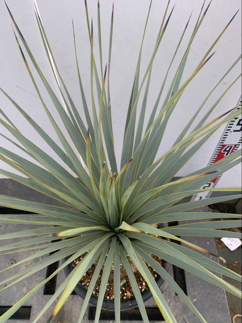 R*R様 ユッカ　ロストラータ　30