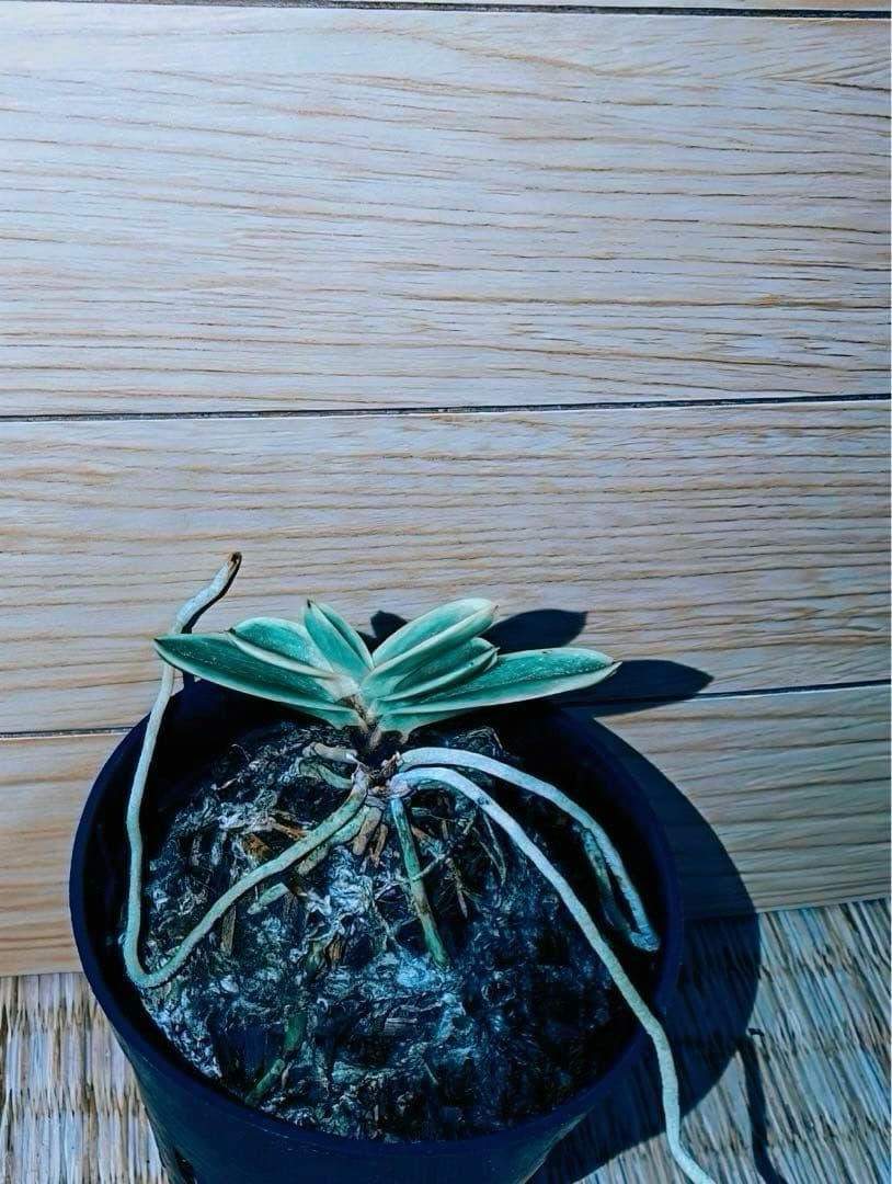 富貴蘭「当棚名：雪達磨」（東三河専門店名：白日夢）