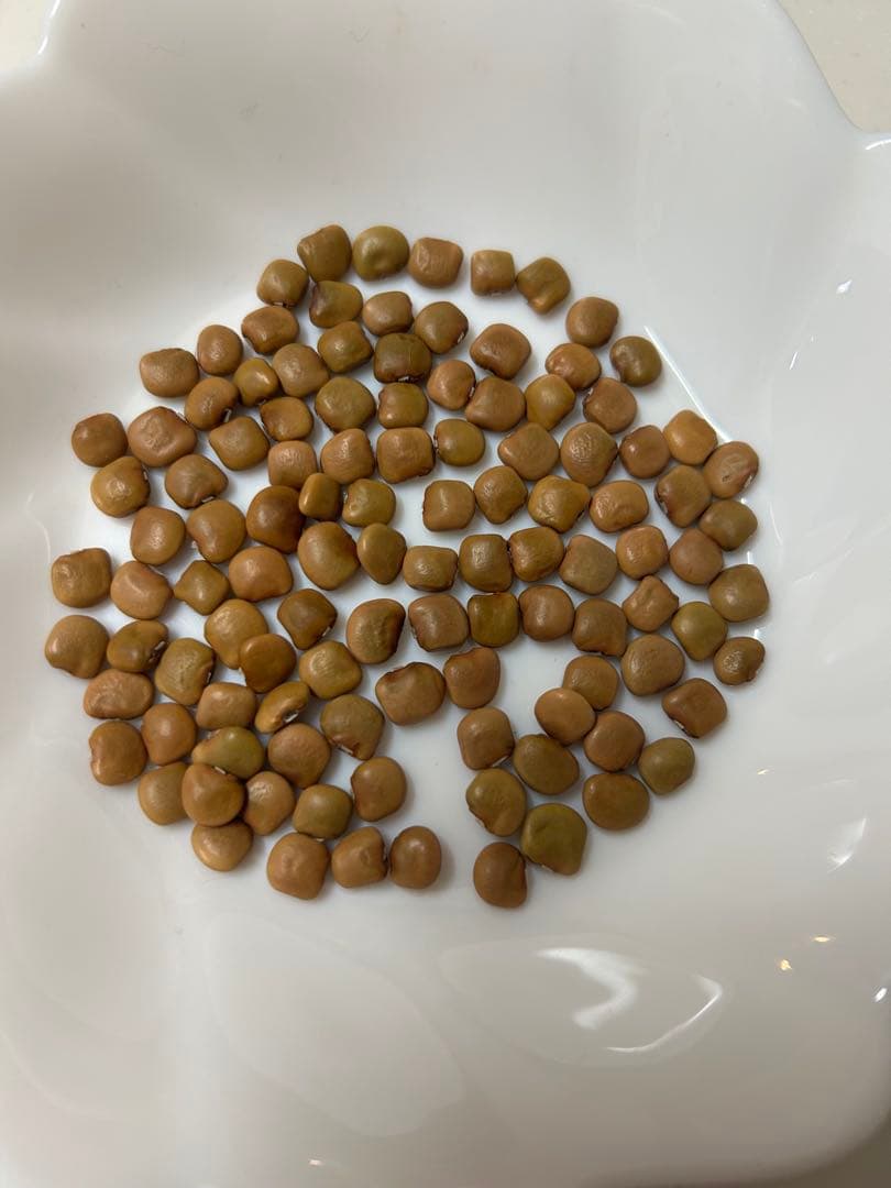 ヒカマ種　修 金城