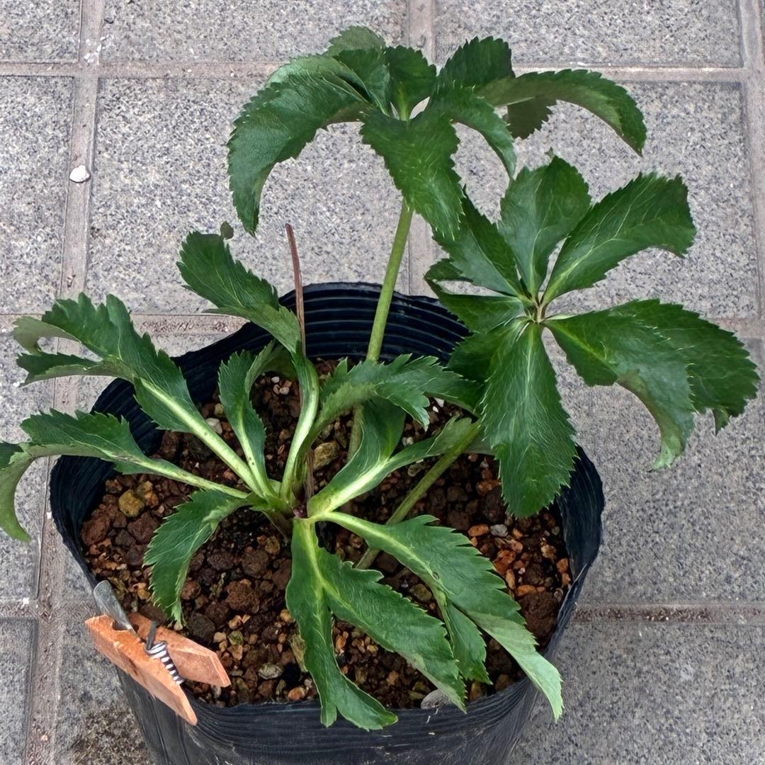 ま*い様 3406☘️蕾付き☘️超レア☘️唯一無二☘️⭐️ツヤツヤ赤⭐️クッキリ