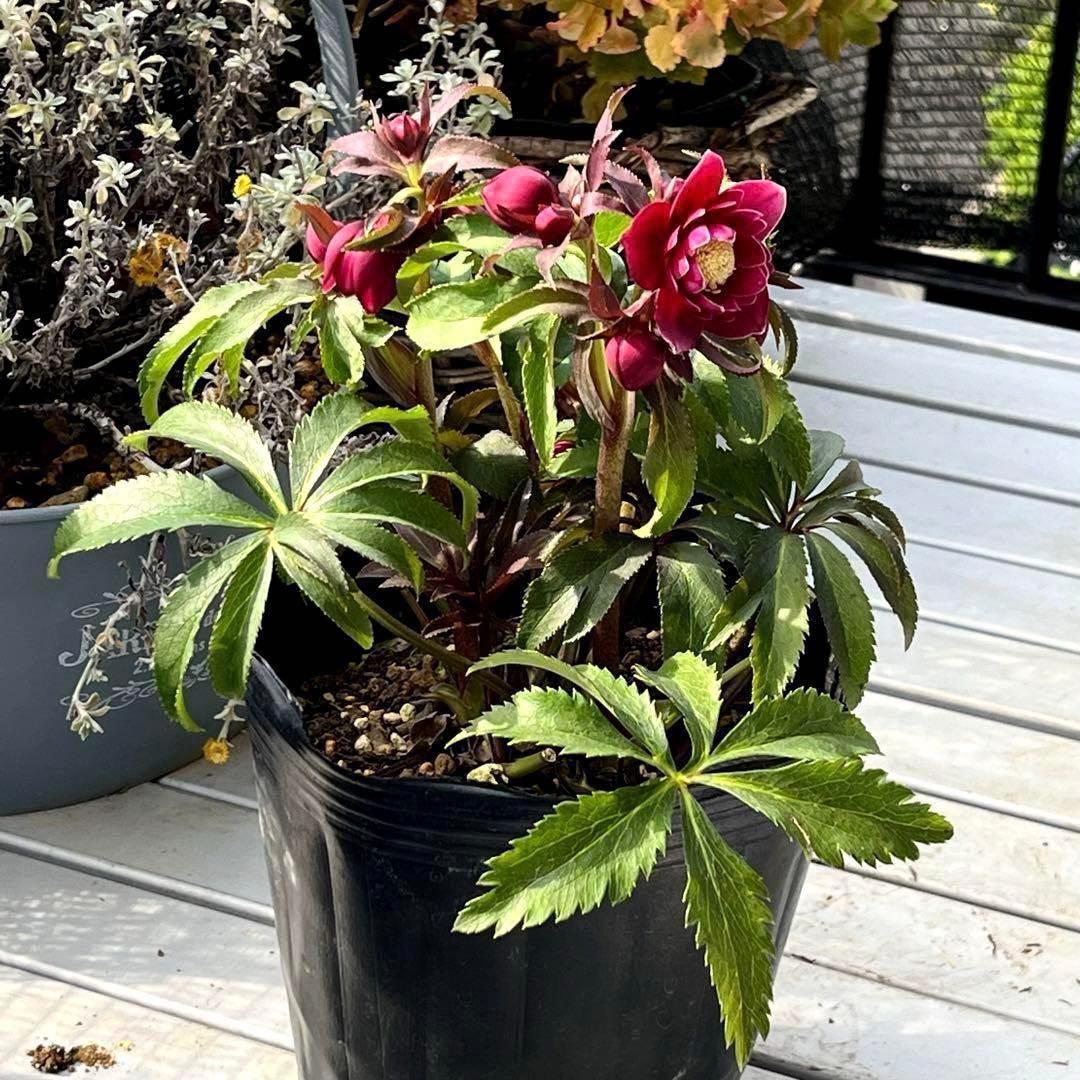 ま*い様 3406☘️蕾付き☘️超レア☘️唯一無二☘️⭐️ツヤツヤ赤⭐️クッキリ