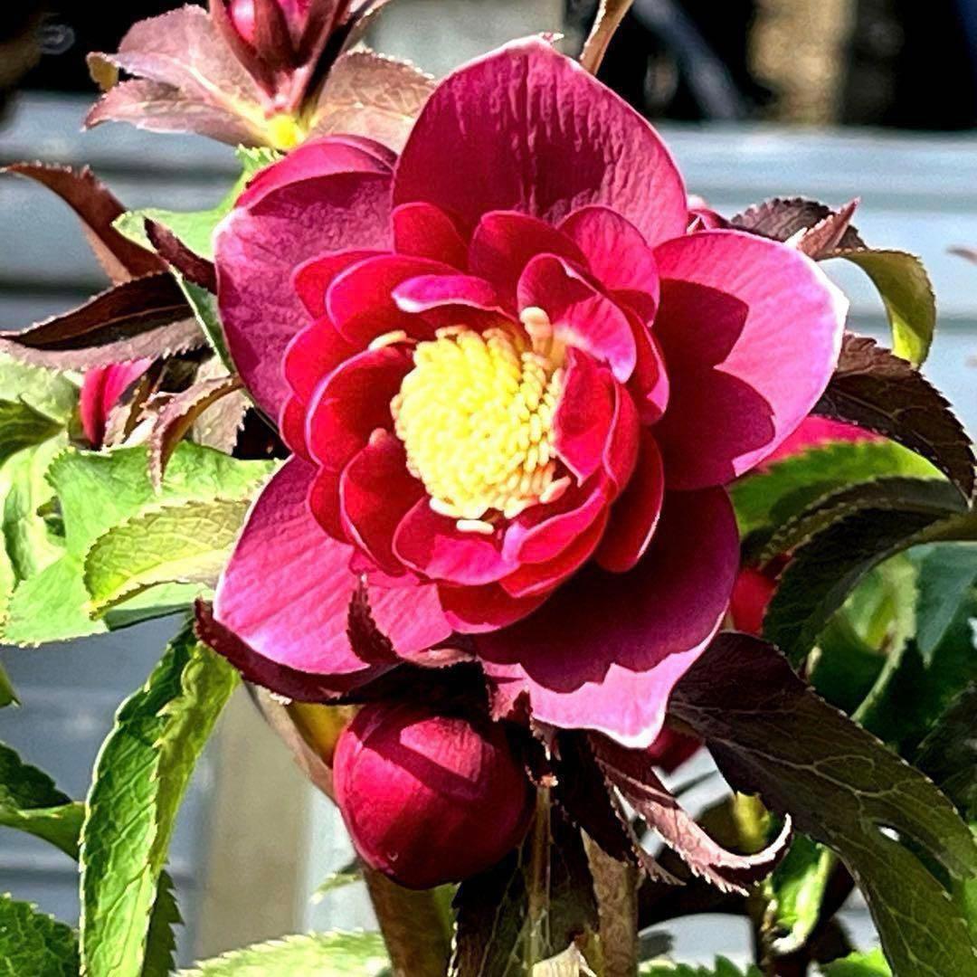 ま*い様 3406☘️蕾付き☘️超レア☘️唯一無二☘️⭐️ツヤツヤ赤⭐️クッキリ