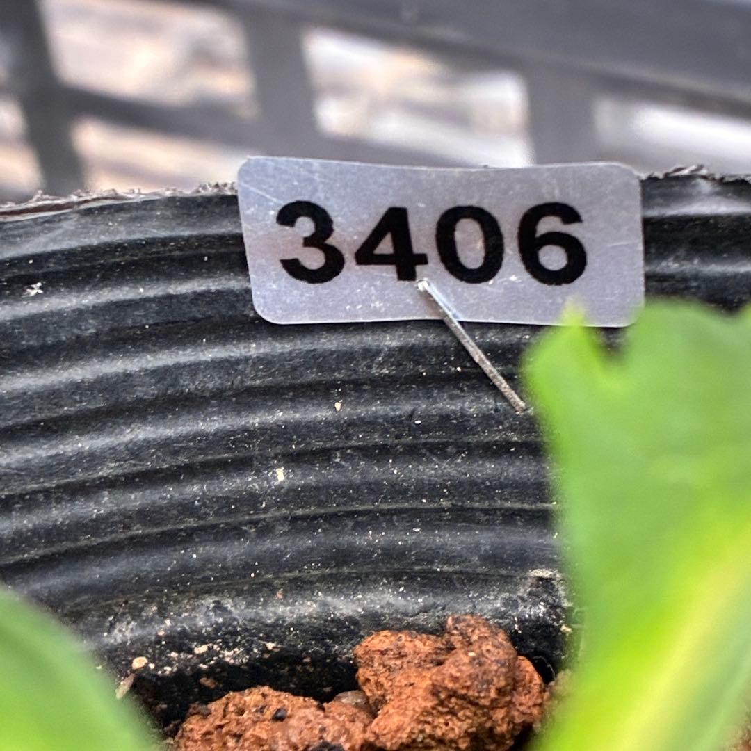 ま*い様 3406☘️蕾付き☘️超レア☘️唯一無二☘️⭐️ツヤツヤ赤⭐️クッキリ