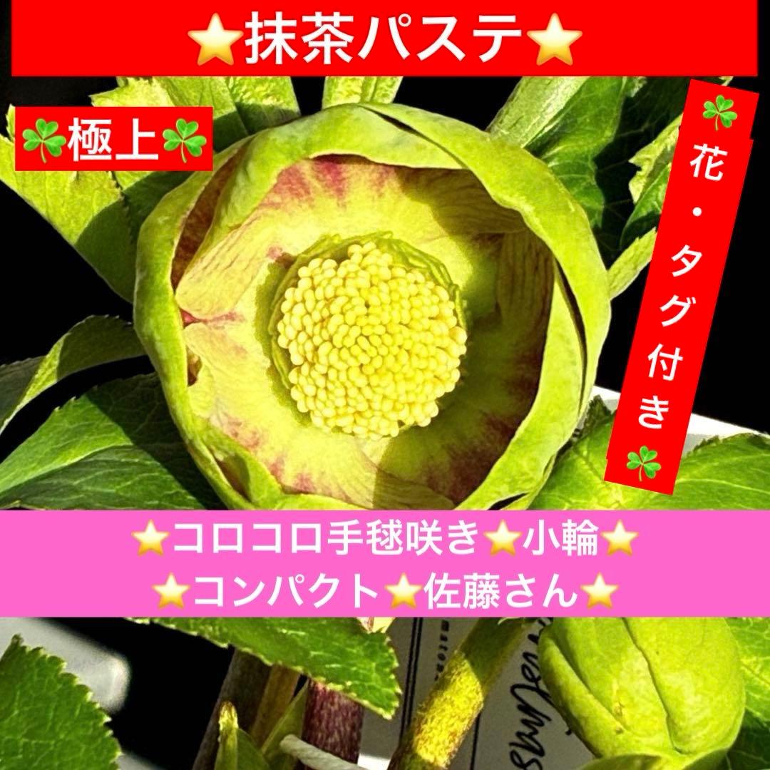 き*ん様 3465 ☘️極上☘️花、タグ付☘️抹茶パステ⭐️コロコロ手毬咲き⭐️