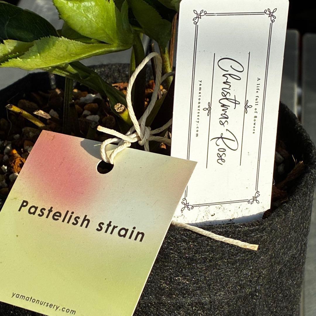 き*ん様 3465 ☘️極上☘️花、タグ付☘️抹茶パステ⭐️コロコロ手毬咲き⭐️