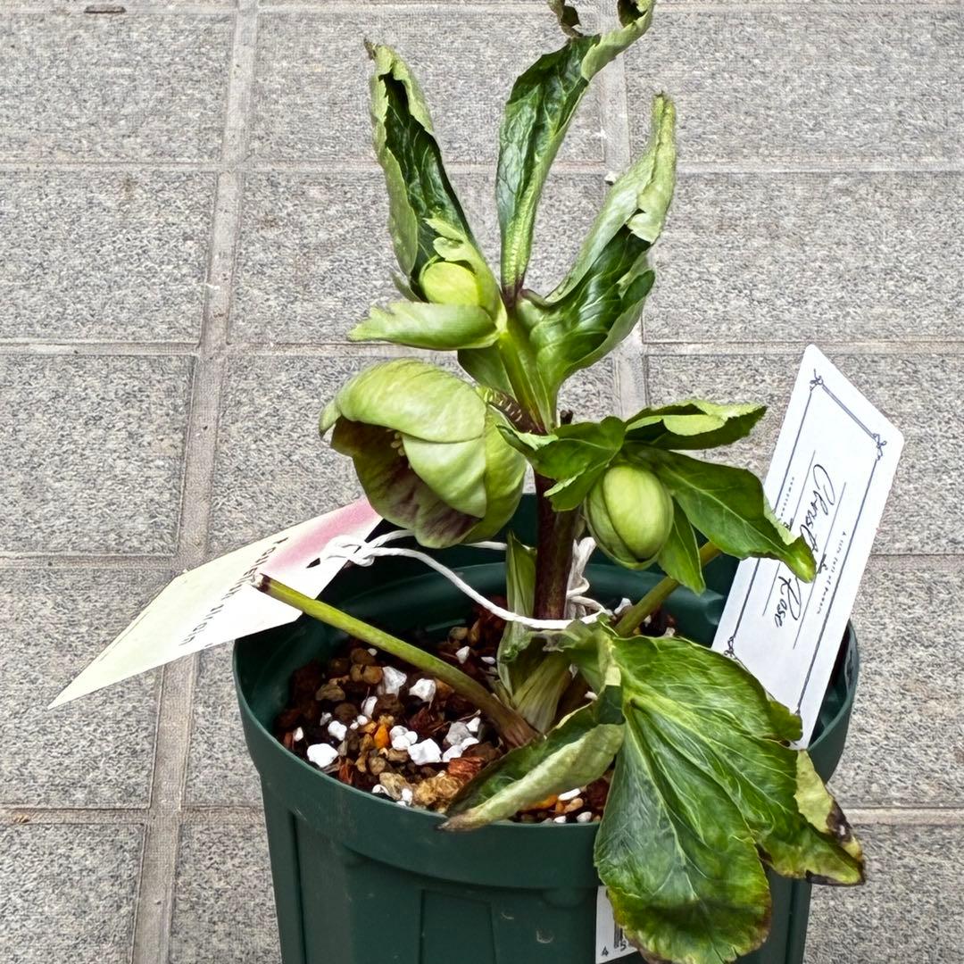 き*ん様 3465 ☘️極上☘️花、タグ付☘️抹茶パステ⭐️コロコロ手毬咲き⭐️