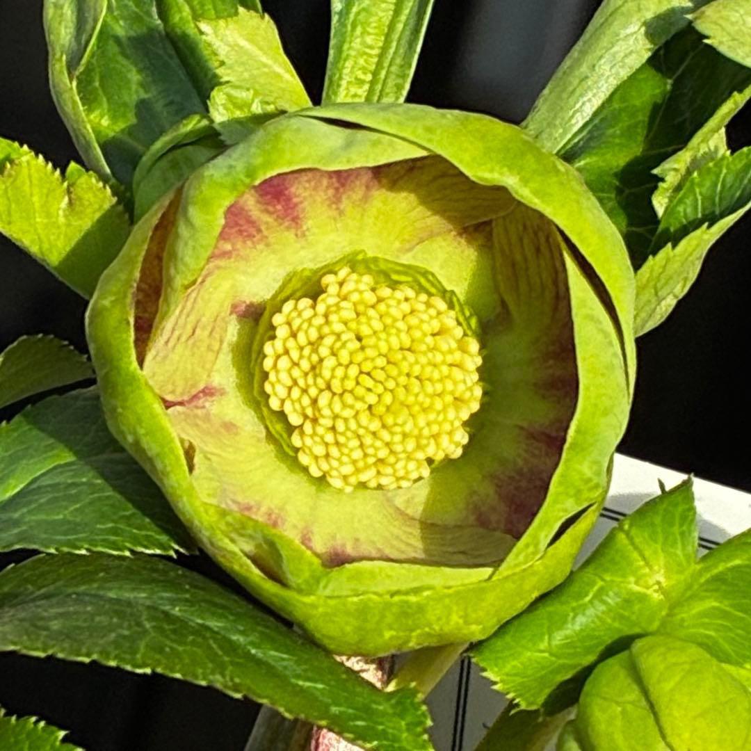 き*ん様 3465 ☘️極上☘️花、タグ付☘️抹茶パステ⭐️コロコロ手毬咲き⭐️