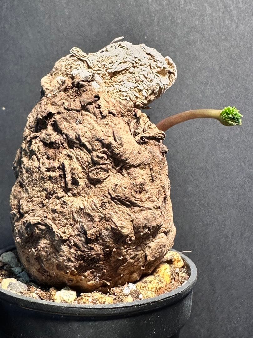 半*ー様 エリオスペルマムムルチフィダムEriospermum multifid