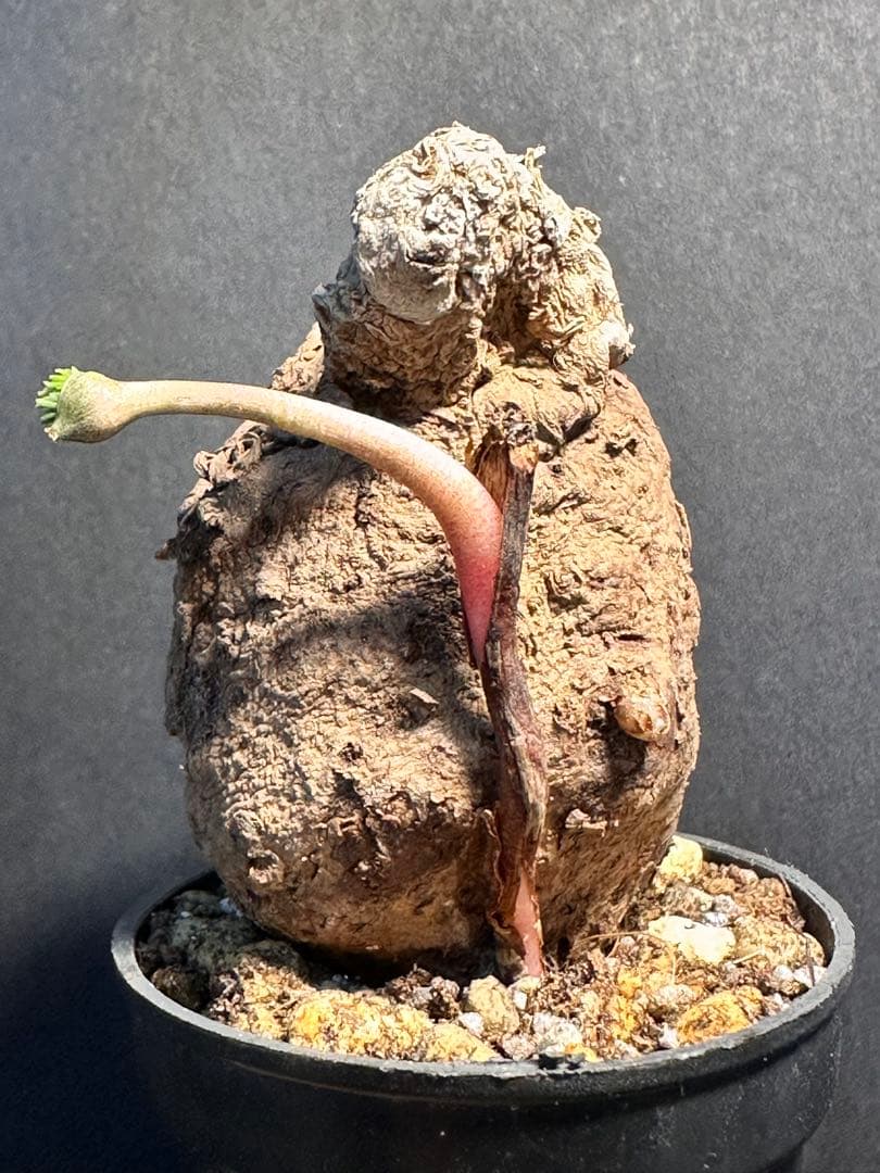 半*ー様 エリオスペルマムムルチフィダムEriospermum multifid