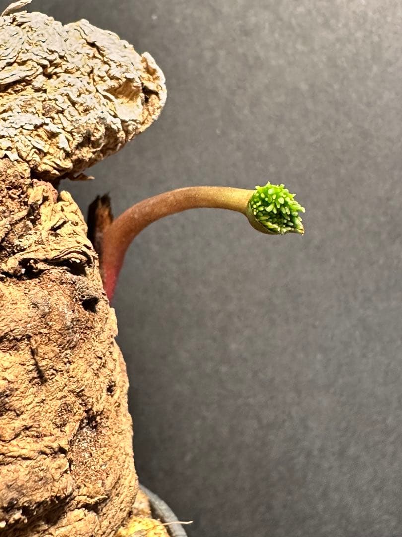 半*ー様 エリオスペルマムムルチフィダムEriospermum multifid