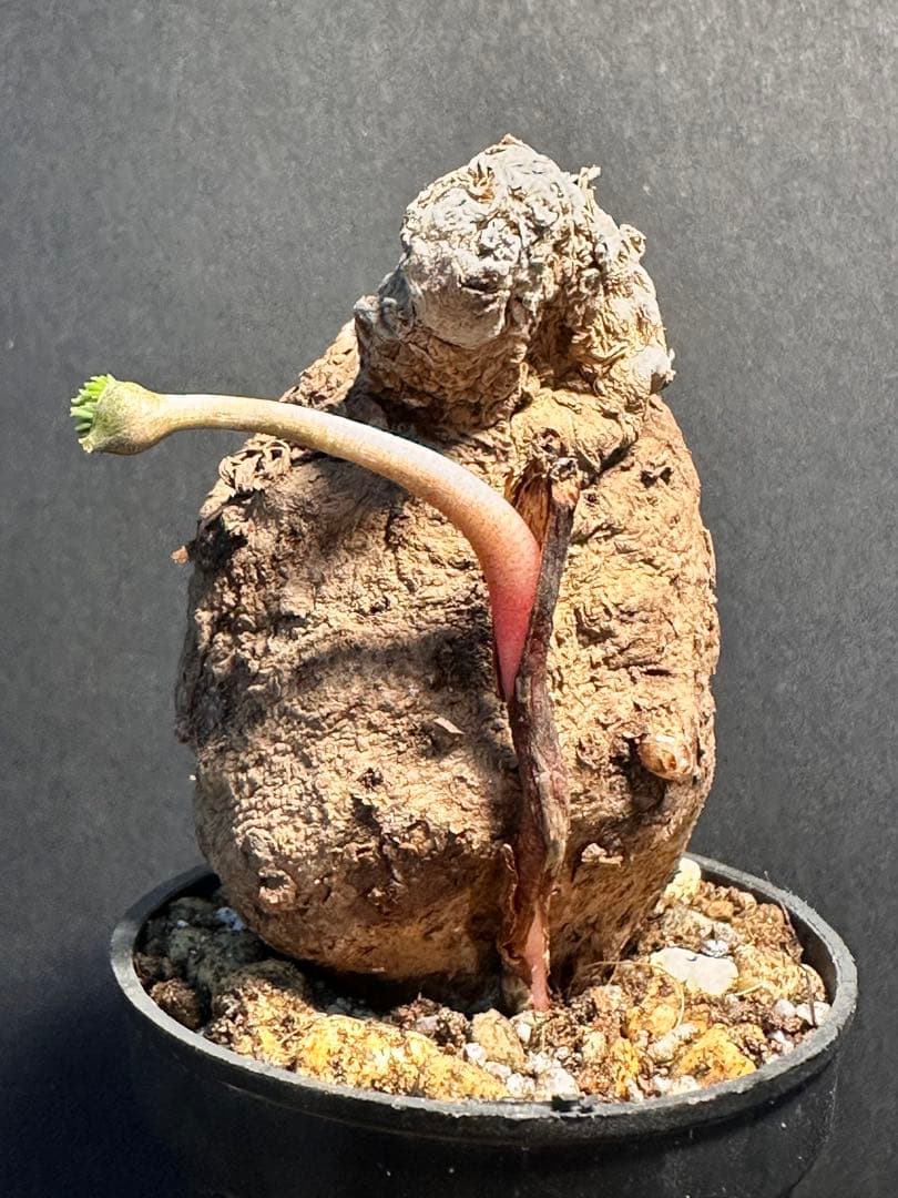 半*ー様 エリオスペルマムムルチフィダムEriospermum multifid