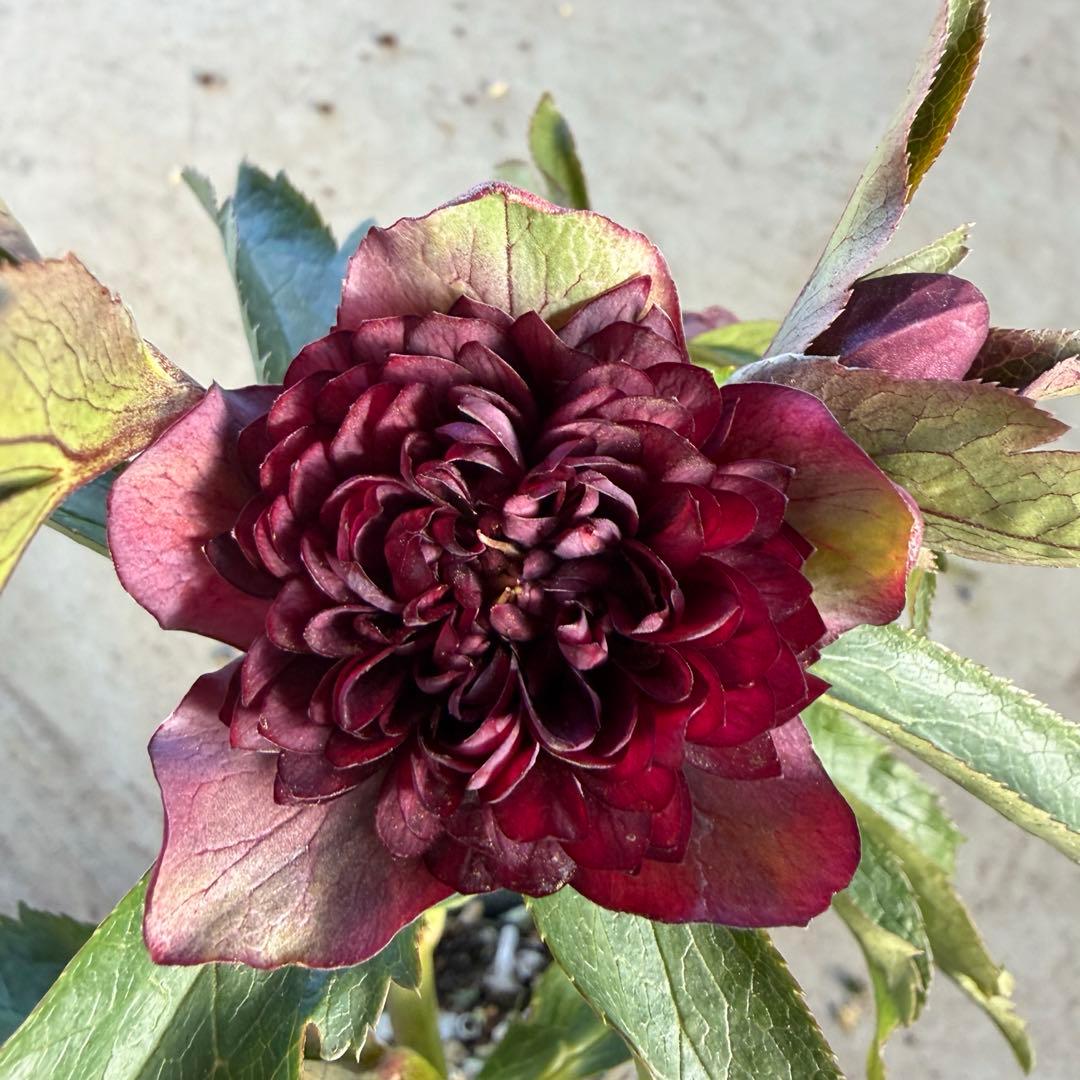 r*o様 045 クリスマスローズ　フル多弁　開花株