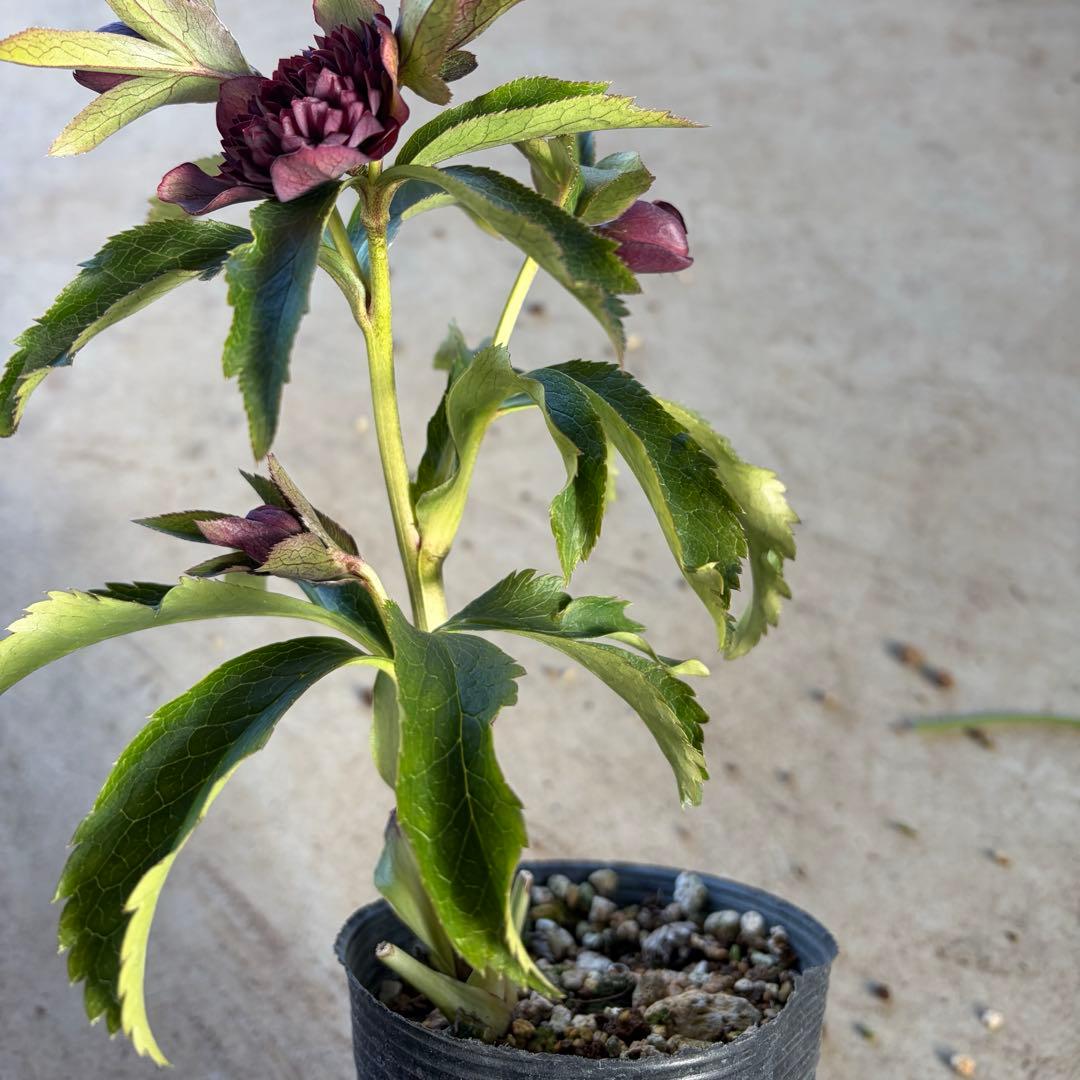 r*o様 045 クリスマスローズ　フル多弁　開花株