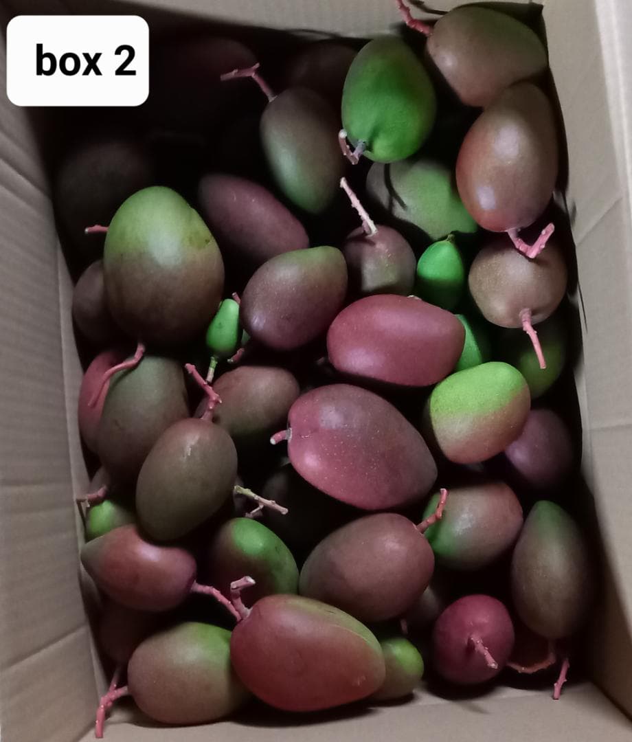 マンゴー+摘果 / 16 kg including box