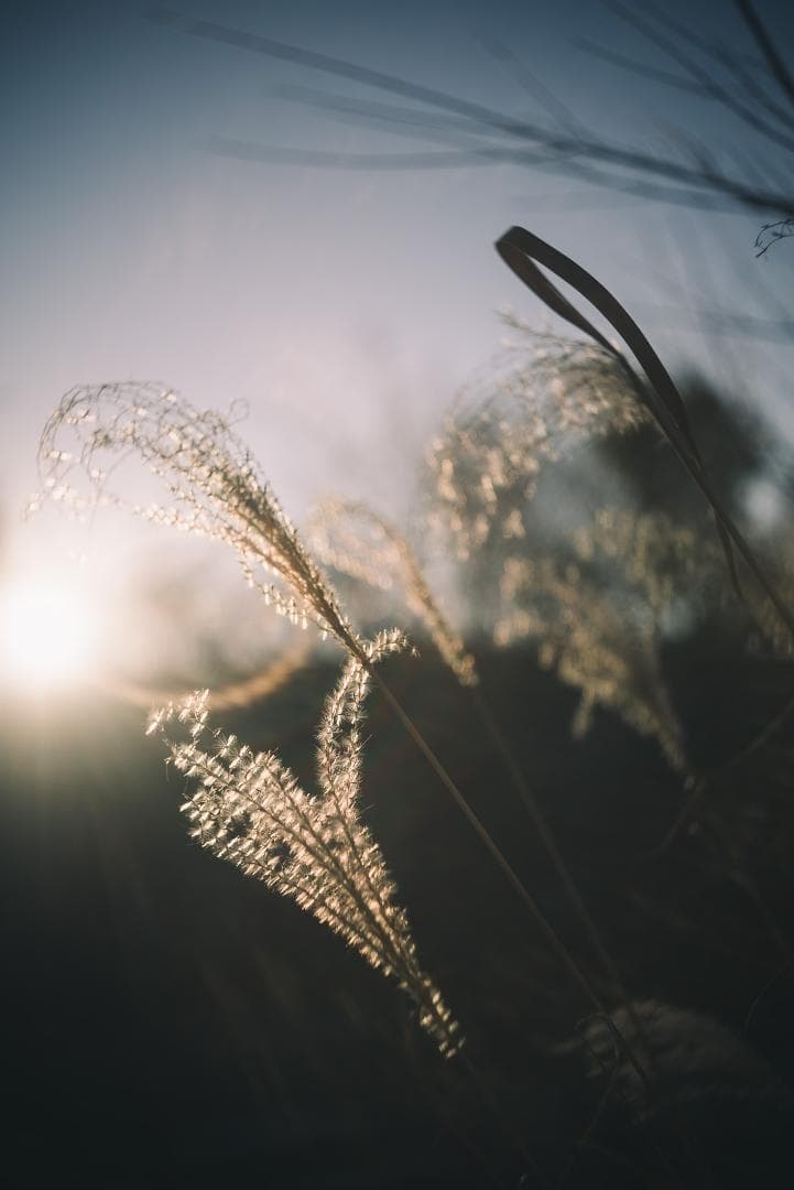 梅鉢！千代田光学 SUPER ROKKOR 45mm f2.8