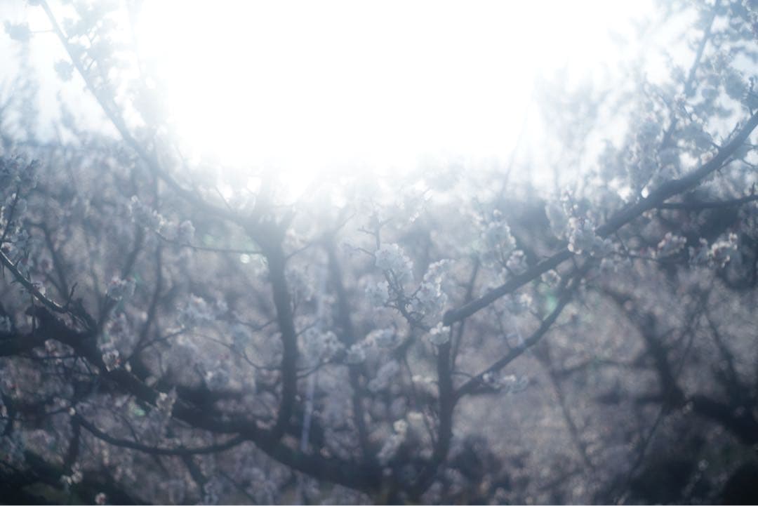 Leica Elmar 5cm F2.8（L39マウント）