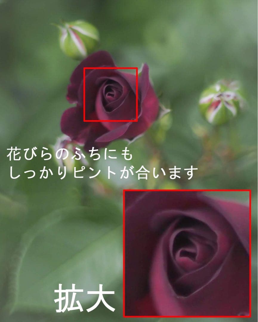 宝石レンズ_Super_Takumar_前期型　55mm_f1.8_am