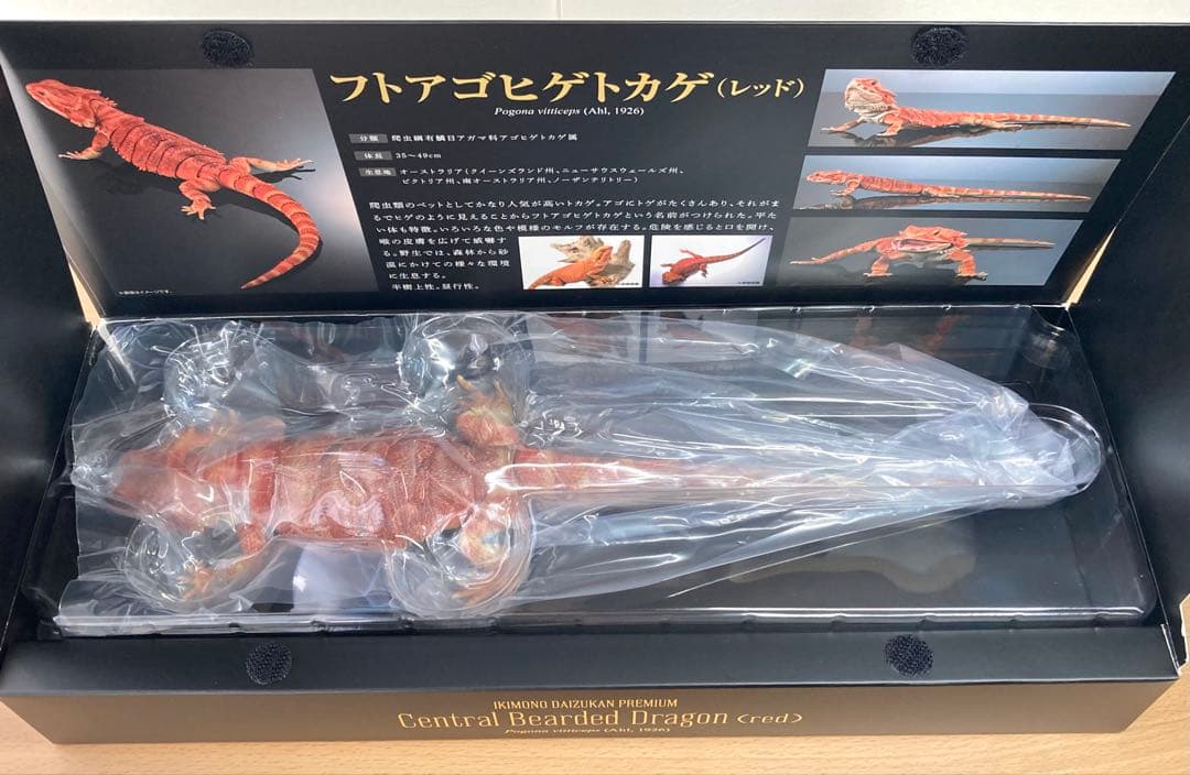 いきもの大図鑑プレミアム　フトアゴヒゲトカゲ（レッド）
