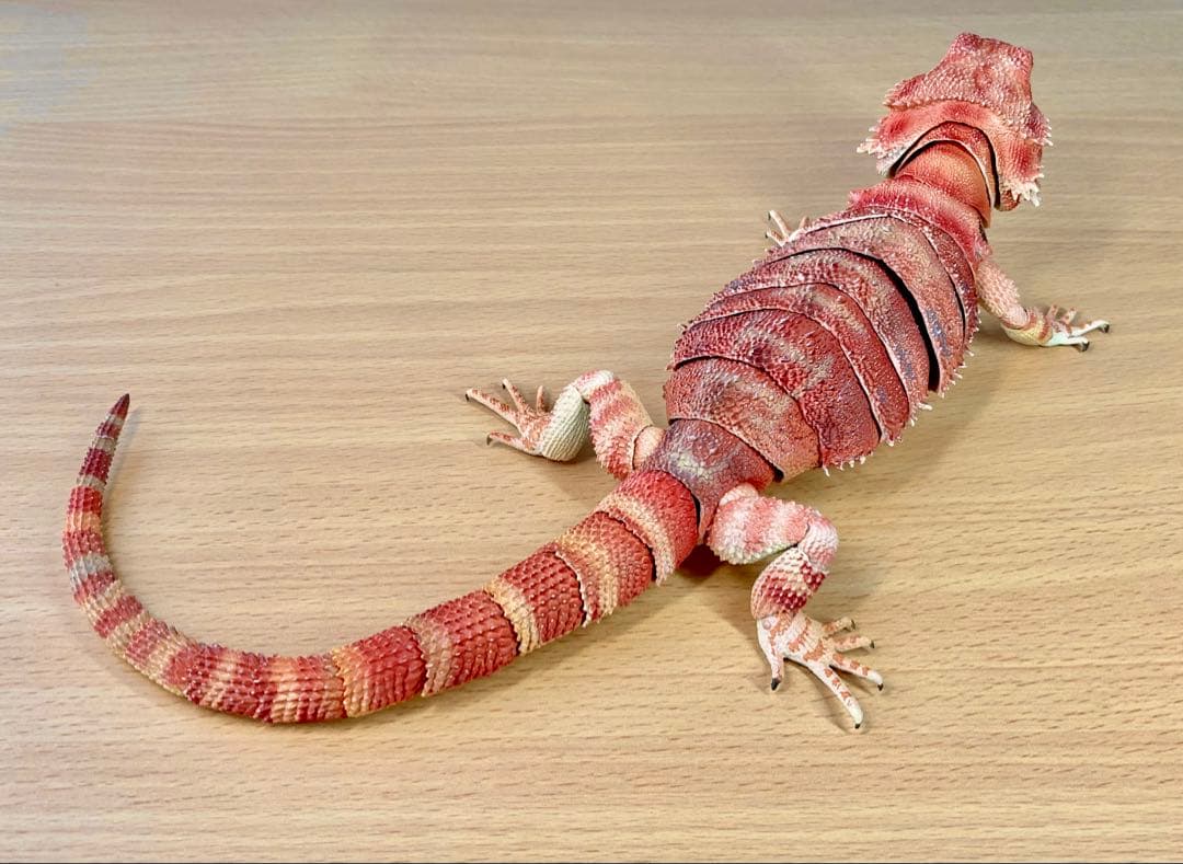 いきもの大図鑑プレミアム　フトアゴヒゲトカゲ（レッド）