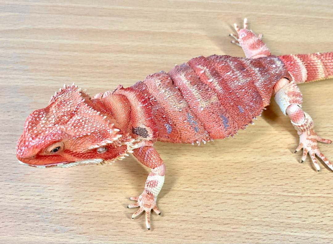 いきもの大図鑑プレミアム　フトアゴヒゲトカゲ（レッド）