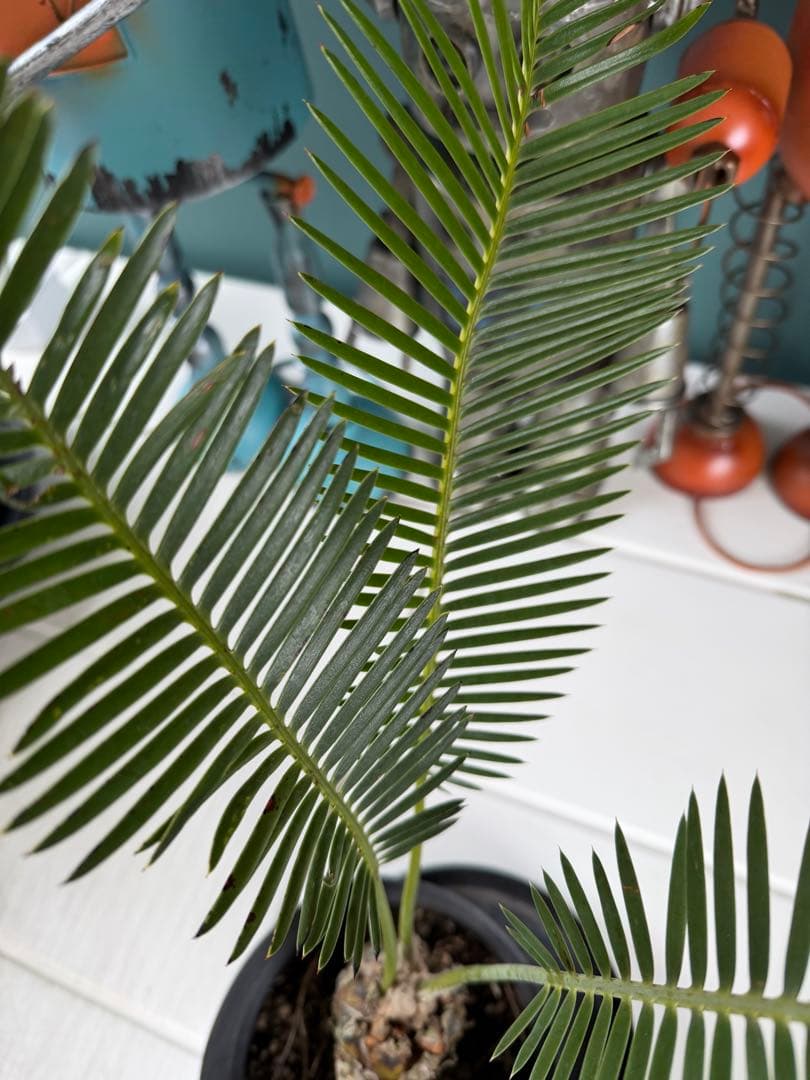 【タイムセール】ディオーン エデュレ / 国内実生 ソテツ 多肉 希少 レア