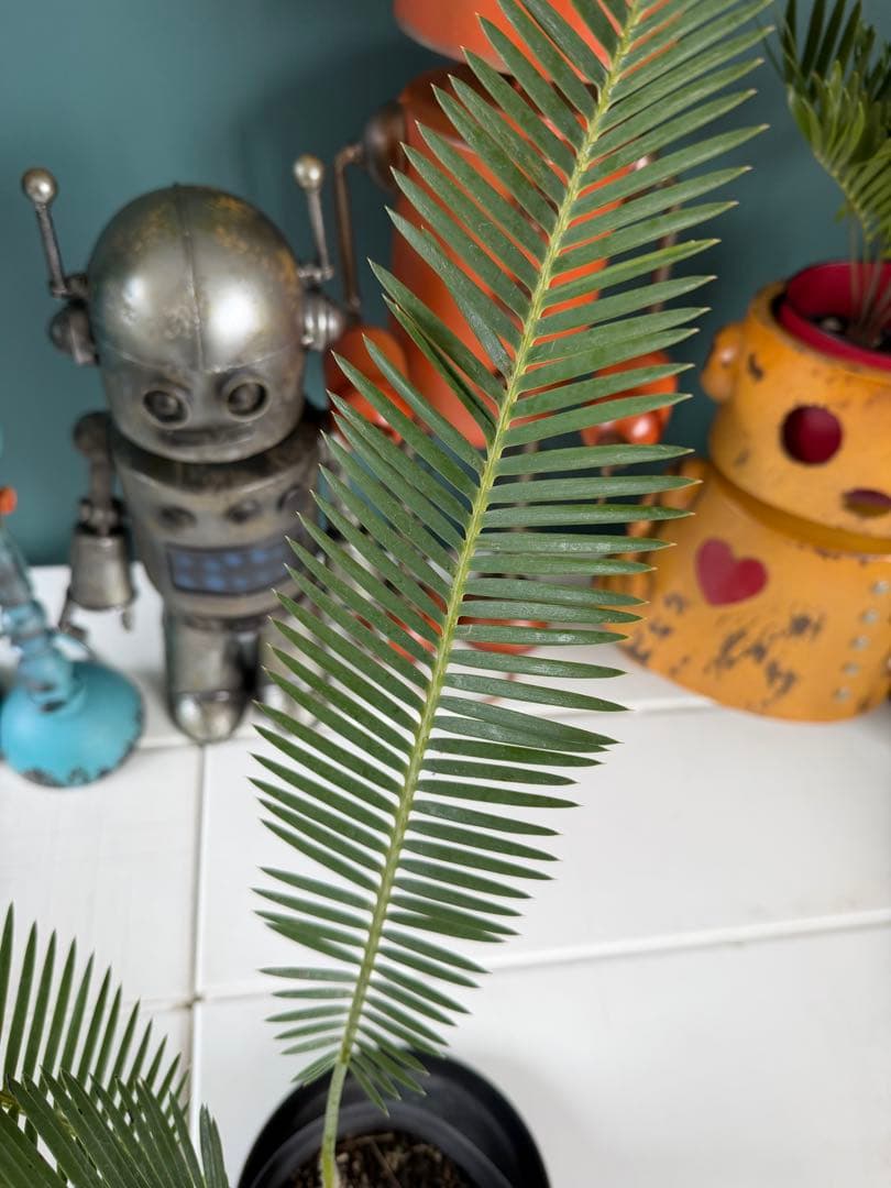 【タイムセール】ディオーン エデュレ / 国内実生 ソテツ 多肉 希少 レア