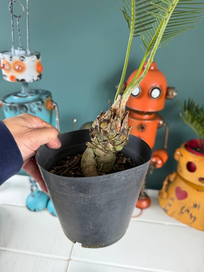 【タイムセール】ディオーン エデュレ / 国内実生 ソテツ 多肉 希少 レア