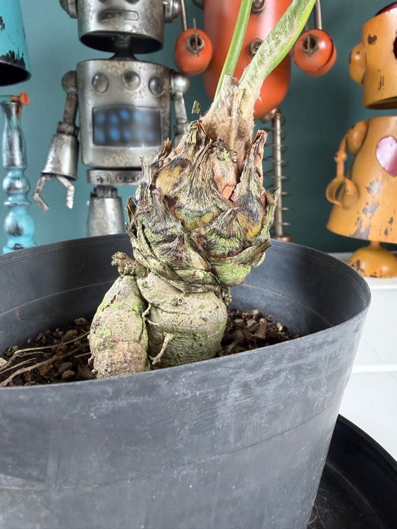 【タイムセール】ディオーン エデュレ / 国内実生 ソテツ 多肉 希少 レア