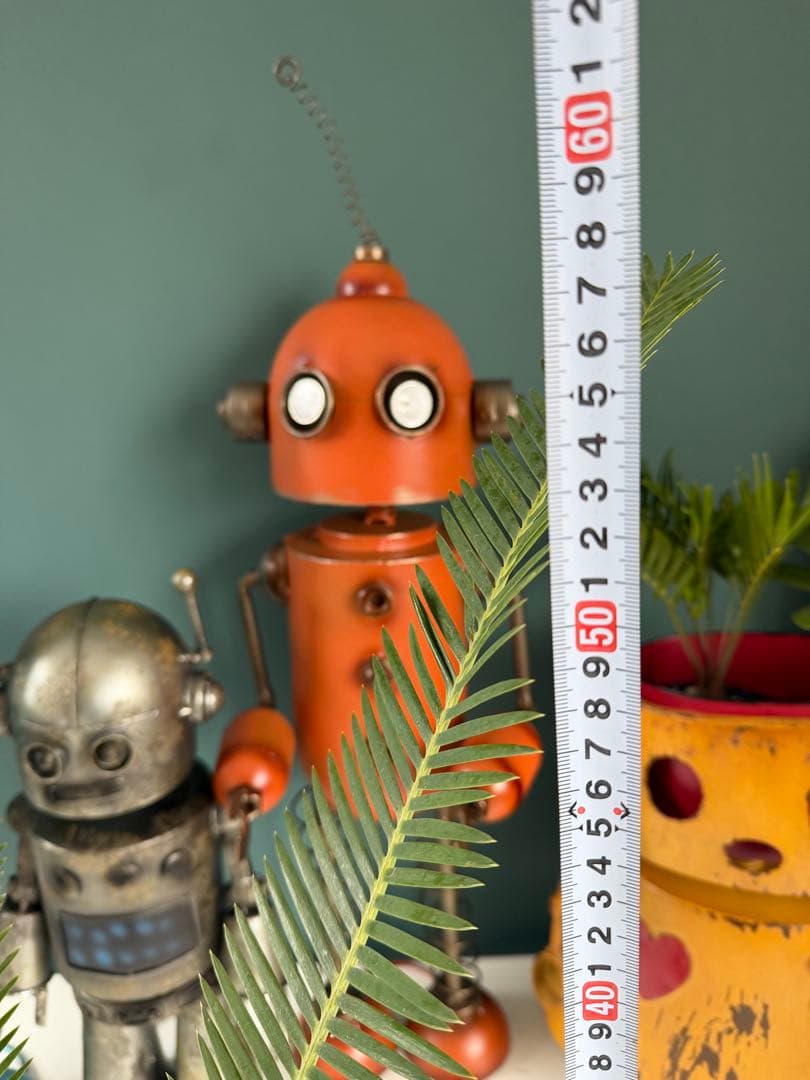 【タイムセール】ディオーン エデュレ / 国内実生 ソテツ 多肉 希少 レア