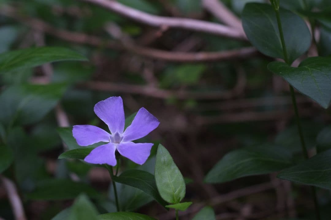 Ai-S NIKKOR 50mm f 1.8 パンケーキレンズ
