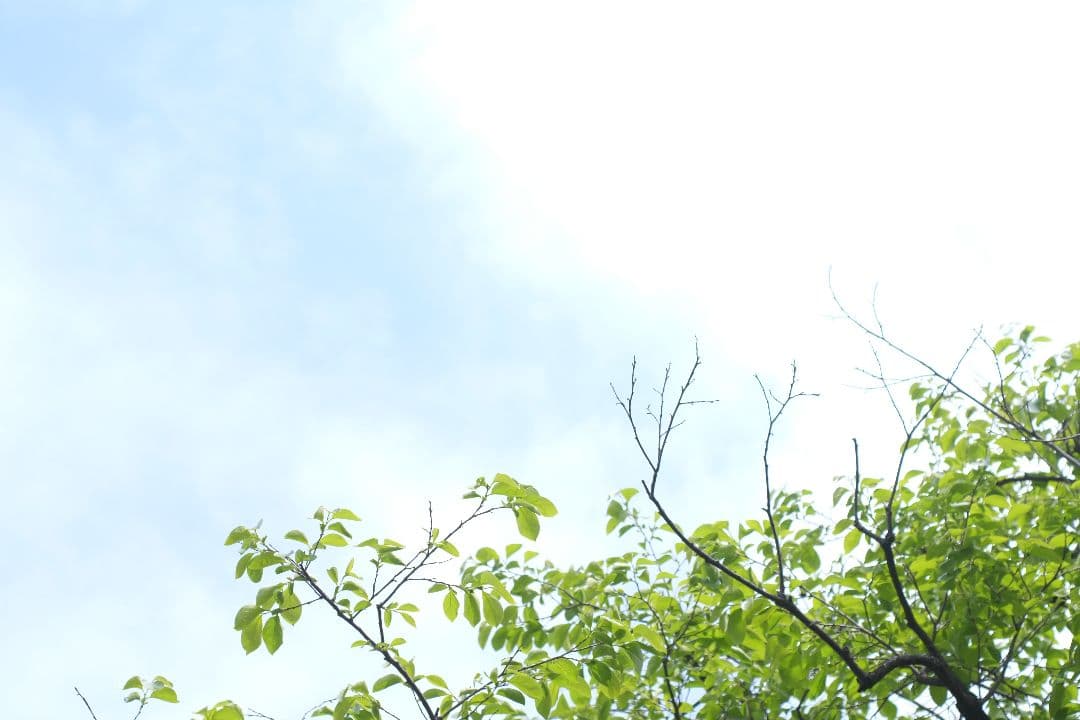 Ai-S NIKKOR 50mm f 1.8 パンケーキレンズ