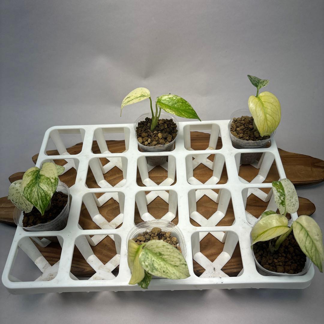 た*ん様 5株セット【特別選抜】ホワイトモンスター／天津蘭 モンステラ斑入り