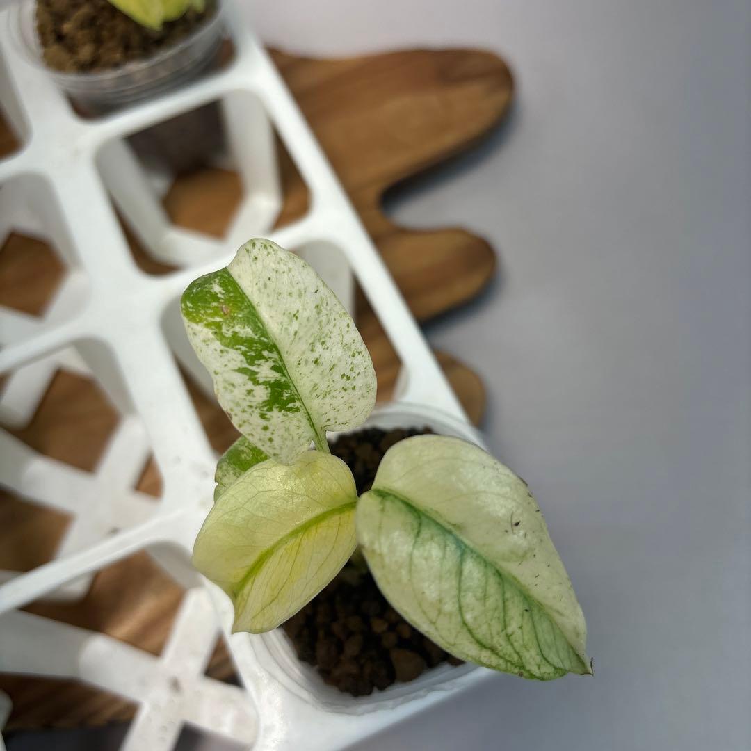 た*ん様 5株セット【特別選抜】ホワイトモンスター／天津蘭 モンステラ斑入り