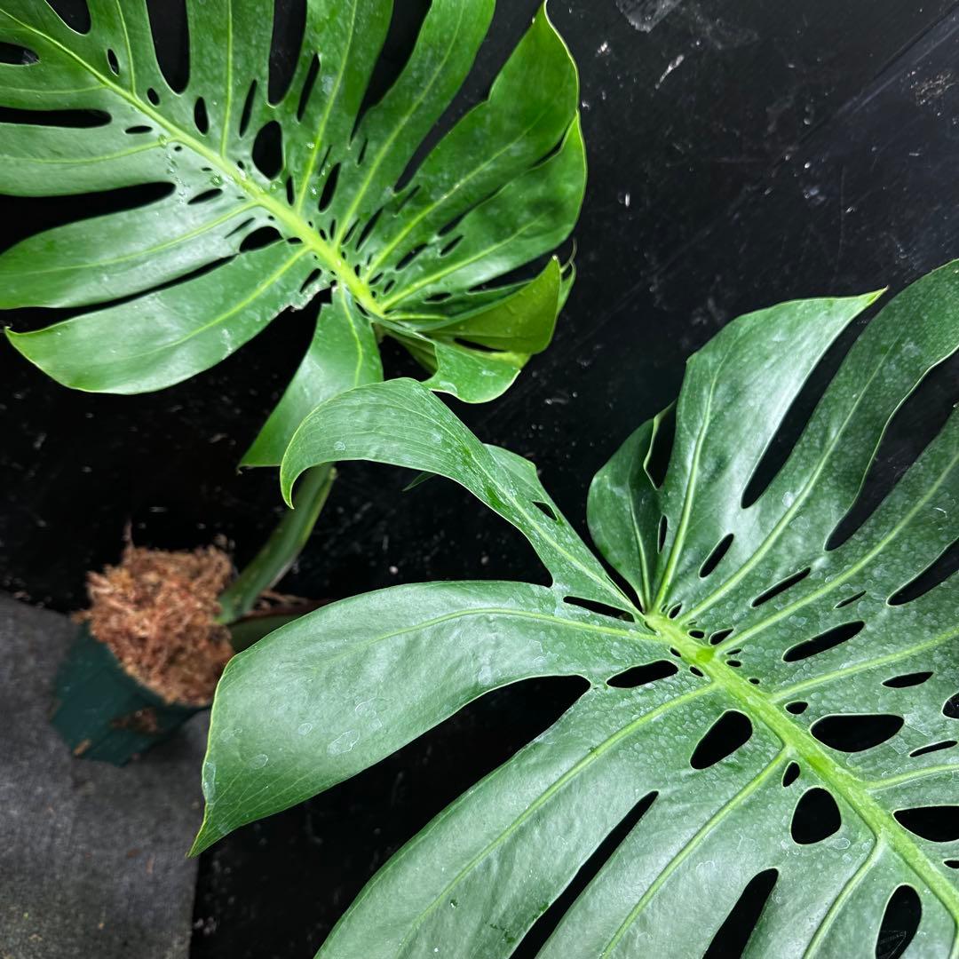 ぱ*！様 モンステラデリシオーサマクロコズム超希少系統鉢植え73㎝