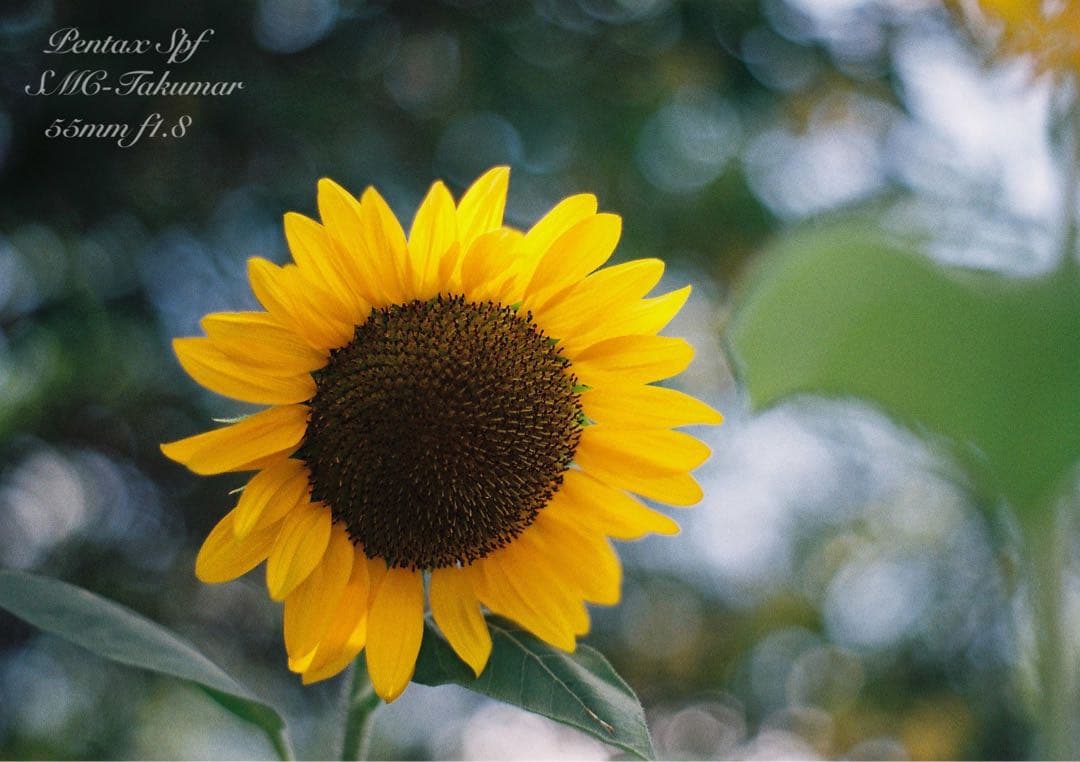 Pentax SPF★完動品＊美品＊試写済★本革外装＊シチリアン・ブルー★絶好調