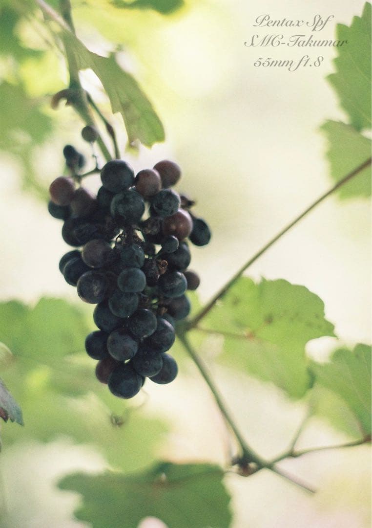 Pentax SPF★完動品＊美品＊試写済★本革外装＊シチリアン・ブルー★絶好調