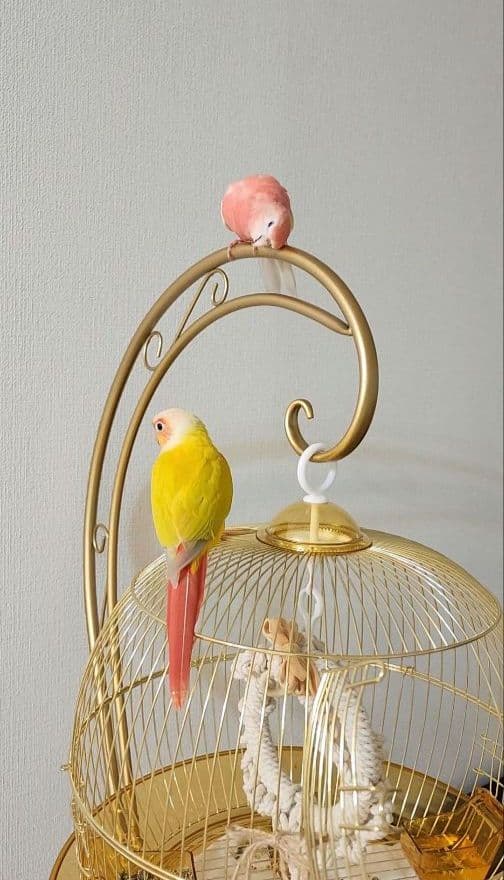 鳥かご ケージ スタンド セット インコ