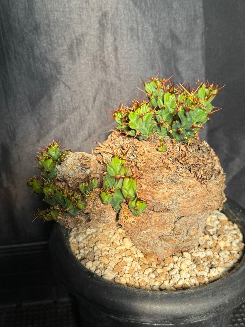 ①ユーフォルビア　クラビゲラ