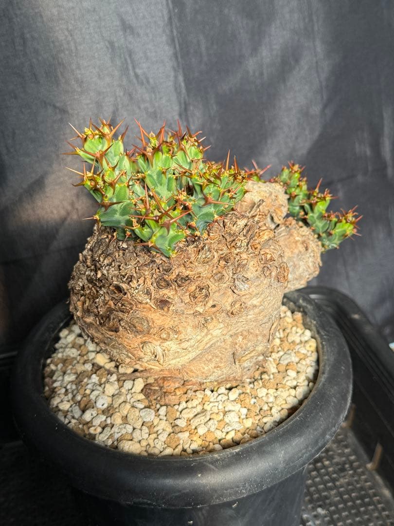 ①ユーフォルビア　クラビゲラ