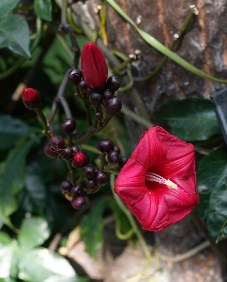 SONY レンズ T* E 24mm F1.8 ZA