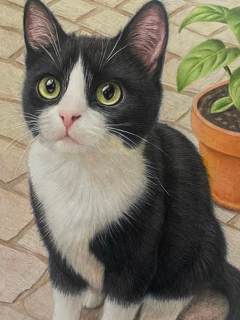 色鉛筆画 A4 ハチワレ猫127